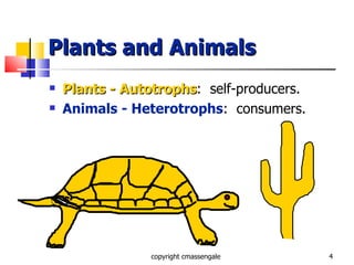 Plants and Animals Plants - Autotrophs :  self-producers. Animals - Heterotrophs :  consumers. copyright cmassengale 