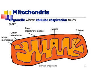 Mitochondria Organelle  where  cellular respiration   takes place. copyright cmassengale Inner membrane Outer membrane Inner membrane space Matrix Cristae 