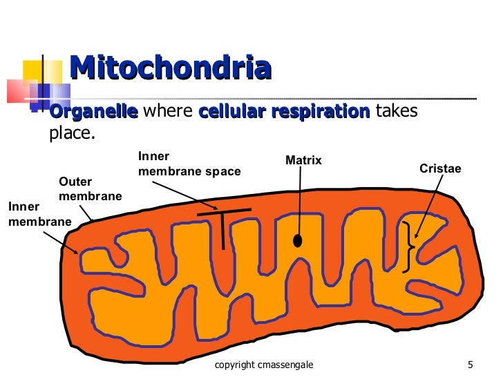Cellular respiration ppt