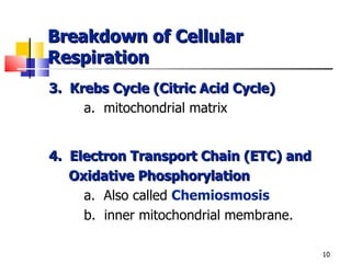 Breakdown of Cellular Respiration 3.  Krebs Cycle (Citric Acid Cycle) a.  mitochondrial matrix 4.  Electron Transport Chain (ETC) and Oxidative Phosphorylation a.  Also called  Chemiosmosis b.  inner mitochondrial membrane. 