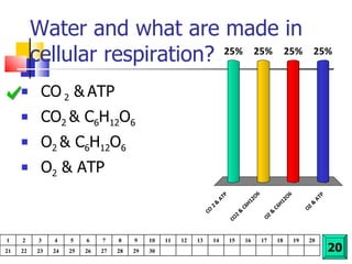 Water and what are made in cellular respiration? CO  2  &   ATP CO 2  & C 6 H 12 O 6 O 2  & C 6 H 12 O 6 O 2  & ATP 20 1 2 3 4 5 6 7 8 9 10 11 12 13 14 15 16 17 18 19 20 21 22 23 24 25 26 27 28 29 30 