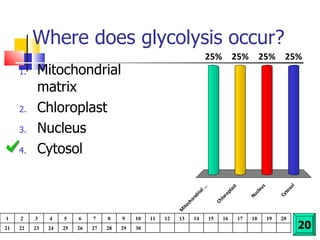 Where does glycolysis occur? Mitochondrial matrix Chloroplast Nucleus Cytosol 20 1 2 3 4 5 6 7 8 9 10 11 12 13 14 15 16 17 18 19 20 21 22 23 24 25 26 27 28 29 30 