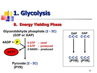 1. Glycolysis B.  Energy Yielding Phase Glyceraldehyde phosphate  (2 - 3C) (G3P or GAP) Pyruvate  (2 - 3C) (PYR) 0 ATP  -  used 4 ATP  -  produced 2 NADH -  produced 4ATP 4ADP + P C-C-C  C-C-C C-C-C  C-C-C GAP GAP (PYR) (PYR) 