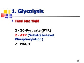 1. Glycolysis Total Net Yield 2 - 3C-Pyruvate (PYR) 2 - ATP  (Substrate-level Phosphorylation) 2 - NADH 