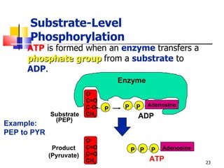 Substrate-Level Phosphorylation ATP  is formed when an  enzyme  transfers a  phosphate group   from a  substrate  to  ADP . Example: PEP to PYR Enzyme Substrate O - C=O C-O- CH 2 P P P Adenosine ADP (PEP) P P P ATP O - C=O C=O CH 2 Product (Pyruvate) Adenosine 