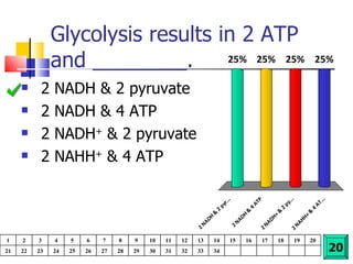 Glycolysis results in 2 ATP and ________. 2 NADH & 2 pyruvate 2 NADH & 4 ATP 2 NADH +  & 2 pyruvate 2 NAHH +  & 4 ATP 20 1 2 3 4 5 6 7 8 9 10 11 12 13 14 15 16 17 18 19 20 21 22 23 24 25 26 27 28 29 30 31 32 33 34 