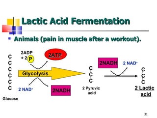Lactic Acid Fermentation Animals (pain in muscle after a workout). 2 Lactic acid 2NADH 2 NAD + C C C Glucose Glycolysis C C C 2 Pyruvic acid 2ATP 2ADP + 2 2NADH P 2 NAD + C C C C C C 