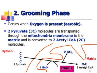 2. Grooming Phase Occurs when  Oxygen is present (aerobic). 2 Pyruvate (3C)   molecules are transported through the  mitochondria membrane   to the  matrix  and is converted to  2 Acetyl CoA (2C)   molecules. Cytosol C C C 2 Pyruvate 2 CO 2 2 Acetyl CoA C-C 2NADH 2 NAD + Matrix 