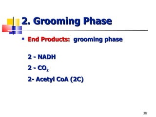 2. Grooming Phase End Products:  grooming phase 2 - NADH 2 - CO 2 2- Acetyl CoA (2C) 