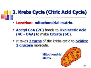 3. Krebs Cycle (Citric Acid Cycle) Location:   mitochondrial matrix . Acetyl CoA (2C)   bonds to  Oxalacetic acid (4C - OAA)   to make  Citrate (6C) . It takes  2 turns   of the krebs cycle to  oxidize   1 glucose   molecule. Mitochondrial Matrix 