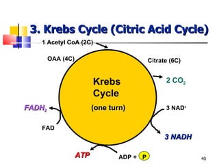 3. Krebs Cycle (Citric Acid Cycle) Krebs Cycle 1 Acetyl CoA (2C) 3 NAD + 3 NADH FAD FADH 2 ATP ADP + P (one turn) OAA (4C) Citrate (6C) 2 CO 2 