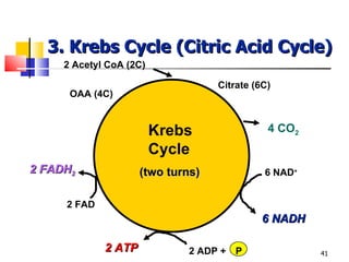 3. Krebs Cycle (Citric Acid Cycle) Krebs Cycle 2 Acetyl CoA (2C) 6 NAD + 6 NADH 2 FAD 2 FADH 2 2 ATP 2 ADP + P (two turns) OAA (4C) Citrate (6C) 4 CO 2 