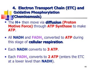 4.  Electron Transport Chain (ETC) and   Oxidative Phosphorylation ( Chemiosmosis ) The   H+   then move via  diffusion   (Proton Motive Force)  through  ATP Synthase  to make  ATP . All  NADH  and  FADH 2   converted to  ATP  during this stage of  cellular respiration . Each  NADH  converts to  3 ATP . Each  FADH 2  converts to  2 ATP  (enters the ETC at a lower level than  NADH ). 