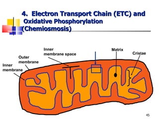 4.  Electron Transport Chain (ETC) and   Oxidative Phosphorylation ( Chemiosmosis ) Inner membrane Outer membrane Inner membrane space Matrix Cristae 