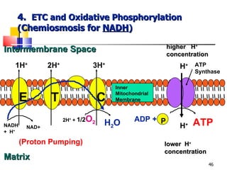 4.  ETC and Oxidative Phosphorylation ( Chemiosmosis for  NADH ) NADH +  H + ATP Synthase 1H + 2H + 3H + higher  H + concentration H + ADP +  ATP lower  H + concentration H + (Proton Pumping) P E T C NAD+ 2H +  +  1/2 O 2 H 2 O Intermembrane Space Matrix Inner Mitochondrial Membrane 