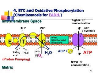 4.  ETC  and  Oxidative Phosphorylation (Chemiosmosis for  FADH 2 ) FADH 2 +  H + ATP Synthase 1H + 2H + higher  H + concentration H + ADP +  ATP lower  H + concentration H + (Proton Pumping) P E T C FAD+ 2H +  +  1/2 O 2 H 2 O Intermembrane Space Matrix Inner Mitochondrial Membrane 