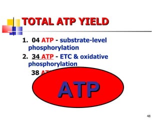 TOTAL ATP YIELD 1.  04  ATP  -  substrate-level phosphorylation 2.  34  ATP  -  ETC &  oxidative phosphorylation 38  ATP  - TOTAL YIELD ATP 