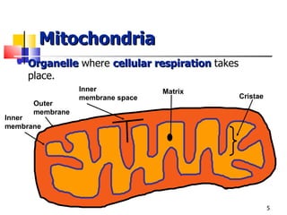 Mitochondria Organelle  where  cellular respiration   takes place. Inner membrane Outer membrane Inner membrane space Matrix Cristae 