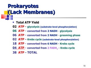 Prokaryotes (Lack Membranes) Total ATP Yield 02  ATP  -  glycolysis   (substrate-level phosphorylation) 06   ATP  -  converted from  2 NADH  -  glycolysis 06  ATP   -  converted from  2 NADH  -  grooming phase 02  ATP  -  Krebs cycle  (substrate-level phosphorylation) 18  ATP   -  converted from  6   NADH  -  Krebs cycle 04   ATP  -  converted from  2 FADH 2   -  Krebs cycle 38  ATP  - TOTAL 
