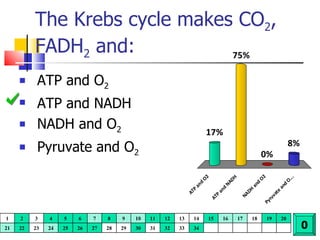 The Krebs cycle makes CO 2 , FADH 2  and: ATP and O 2 ATP and NADH NADH and O 2 Pyruvate and O 2 0 1 2 3 4 5 6 7 8 9 10 11 12 13 14 15 16 17 18 19 20 21 22 23 24 25 26 27 28 29 30 31 32 33 34 