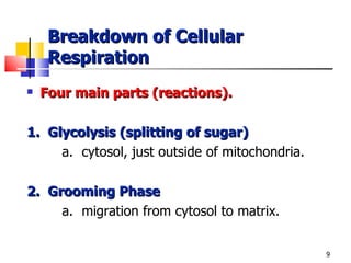 Breakdown of Cellular Respiration Four main parts (reactions). 1.  Glycolysis (splitting of sugar) a.  cytosol, just outside of mitochondria. 2.  Grooming Phase a.  migration from cytosol to matrix. 