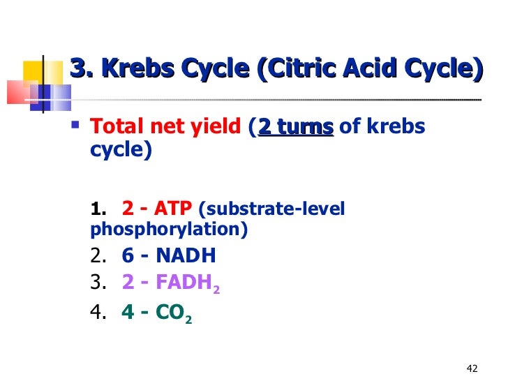 Cellular respiration ppt wit turning pt qs