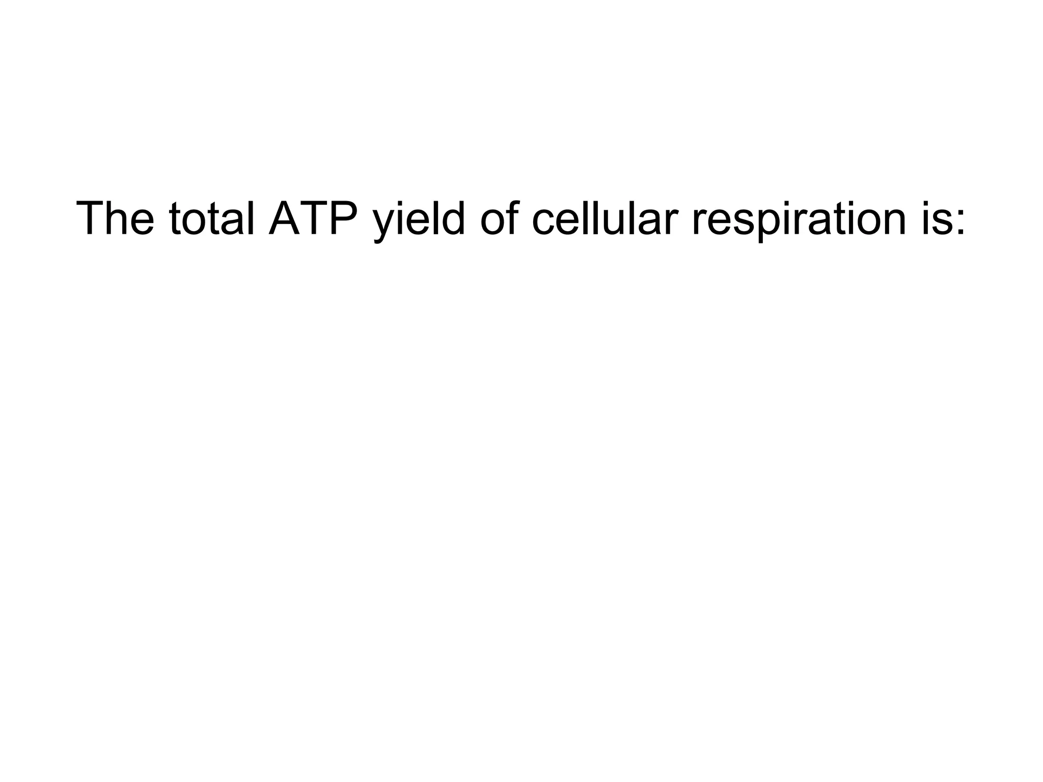 The total ATP yield of cellular respiration is:
 
