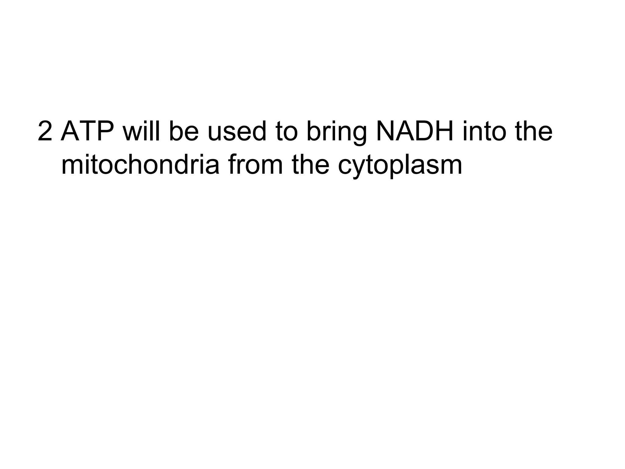2 ATP will be used to bring NADH into the
  mitochondria from the cytoplasm
 