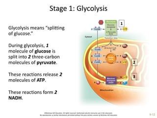 ©McGraw-Hill Education. All rights reserved. Authorized only for instructor use in the classroom.
No reproduction or further distribution permitted without the prior written consent of McGraw-Hill Education. 6-11
Stage 1: Glycolysis
Glycolysis means “splitting
of glucose.”
During glycolysis, 1
molecule of glucose is
split into 2 three-carbon
molecules of pyruvate.
These reactions release 2
molecules of ATP.
These reactions form 2
NADH.
 