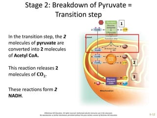 ©McGraw-Hill Education. All rights reserved. Authorized only for instructor use in the classroom.
No reproduction or further distribution permitted without the prior written consent of McGraw-Hill Education. 6-12
Stage 2: Breakdown of Pyruvate =
Transition step
In the transition step, the 2
molecules of pyruvate are
converted into 2 molecules
of Acetyl CoA.
This reaction releases 2
molecules of 𝐂𝐎𝟐.
These reactions form 2
NADH.
 