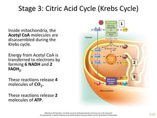 ©McGraw-Hill Education. All rights reserved. Authorized only for instructor use in the classroom.
No reproduction or further distribution permitted without the prior written consent of McGraw-Hill Education. 6-13
Stage 3: Citric Acid Cycle (Krebs Cycle)
Inside mitochondria, the
Acetyl CoA molecules are
disassembled during the
Krebs cycle.
Energy from Acetyl CoA is
transferred to electrons by
forming 6 NADH and 2
FADH2.
These reactions release 4
molecules of 𝐂𝐎𝟐.
These reactions release 2
molecules of ATP.
 