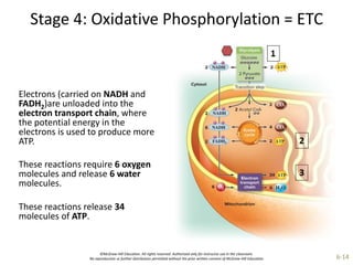 ©McGraw-Hill Education. All rights reserved. Authorized only for instructor use in the classroom.
No reproduction or further distribution permitted without the prior written consent of McGraw-Hill Education. 6-14
Stage 4: Oxidative Phosphorylation = ETC
Electrons (carried on NADH and
FADH2)are unloaded into the
electron transport chain, where
the potential energy in the
electrons is used to produce more
ATP.
These reactions require 6 oxygen
molecules and release 6 water
molecules.
These reactions release 34
molecules of ATP.
 