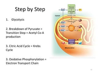 Glycolysis
2 Pyruvate
2
2
6
2
6 6
34
2
4
2
2 Acetyl CoA
Transition step
Krebs
cycle
Electron
transport
chain
Glucose
2
Cytosol
Mitochondrion
NADH
NADH
NADH
FADH2
ATP
ATP
ATP
CO2
CO2
H2O
O2
Step by Step
1. Glycolysis
2. Breakdown of Pyruvate =
Transition Step = Acetyl Co-A
production
3. Citric Acid Cycle = Krebs
Cycle
3. Oxidative Phosphorylation =
Electron Transport Chain
15
 