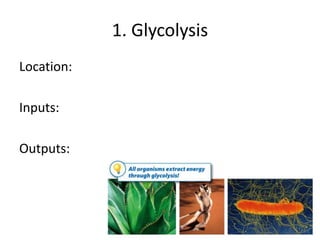 1. Glycolysis
Location:
Inputs:
Outputs:
17
 