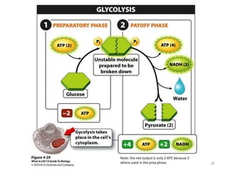 Note: the net output is only 2 ATP, because 2
where used in the prep phase. 18
 
