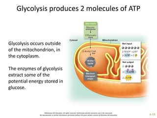 ©McGraw-Hill Education. All rights reserved. Authorized only for instructor use in the classroom.
No reproduction or further distribution permitted without the prior written consent of McGraw-Hill Education. 6-19
Glycolysis produces 2 molecules of ATP
Glycolysis occurs outside
of the mitochondrion, in
the cytoplasm.
The enzymes of glycolysis
extract some of the
potential energy stored in
glucose.
 