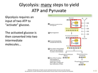 ©McGraw-Hill Education. All rights reserved. Authorized only for instructor use in the classroom.
No reproduction or further distribution permitted without the prior written consent of McGraw-Hill Education. 6-21
Glycolysis: many steps to yield
ATP and Pyruvate
Glycolysis requires an
input of two ATP to
“activate” glucose.
The activated glucose is
then converted into two
intermediate
molecules...
Energy investment
1. Phosphate transferred from
ATP to glucose
2. Rearrangement
3. A second phosphate
transferred from ATP
4. A 6-carbon intermediate
splits into two different
3-carbon intermediates.
5. One of the 3-carbon
intermediates is
converted into the
other type, so there are
two molecules of PGAL.
 