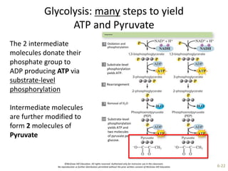 ©McGraw-Hill Education. All rights reserved. Authorized only for instructor use in the classroom.
No reproduction or further distribution permitted without the prior written consent of McGraw-Hill Education. 6-22
The 2 intermediate
molecules donate their
phosphate group to
ADP producing ATP via
substrate-level
phosphorylation
Intermediate molecules
are further modified to
form 2 molecules of
Pyruvate
Energy harvest
6. Oxidation and
phosphorylation
7. Substrate-level
phosphorylation
yields ATP.
8. Rearrangement
9. Removal of H2O
10. Substrate-level
phosphorylation
yields ATP and
two molecules
of pyruvate per
glucose.
Glycolysis: many steps to yield
ATP and Pyruvate
 