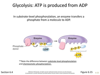 ©McGraw-Hill Education. All rights reserved. Authorized only for instructor use in the classroom.
No reproduction or further distribution permitted without the prior written consent of McGraw-Hill Education. 6-23
Glycolysis: ATP is produced from ADP
Section 6.4
In substrate-level phosphorylation, an enzyme transfers a
phosphate from a molecule to ADP.
Figure 6.15
**Note the difference between substrate-level phosphorylation
and chemiosmotic phosphorylation.
 
