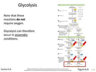 ©McGraw-Hill Education. All rights reserved. Authorized only for instructor use in the classroom.
No reproduction or further distribution permitted without the prior written consent of McGraw-Hill Education. 6-24
Glycolysis
Section 6.4
Note that these
reactions do not
require oxygen.
Glycolysis can therefore
occur in anaerobic
conditions.
Figure 6.4
Energy investment
1. Phosphate transferred from ATP to
glucose
2. Rearrangement
3. A second phosphate transferred
from ATP
4. A 6-carbon intermediate
splits into two different 3-
carbon intermediates.
5. One of the 3-carbon
intermediates is
converted into the other
type, so there are two
molecules of PGAL.
Energy harvest
6. Oxidationand
phosphorylation
7. Substrate-level
phosphorylation
yields ATP.
8. Rearrangement
9. Removal of H2O
10.Substrate-level
phosphorylation
yields ATP and
two molecules of
pyruvate per
glucose.
 