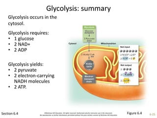 ©McGraw-Hill Education. All rights reserved. Authorized only for instructor use in the classroom.
No reproduction or further distribution permitted without the prior written consent of McGraw-Hill Education. 6-25
Glycolysis: summary
Section 6.4
Glycolysis requires:
• 1 glucose
• 2 NAD+
• 2 ADP
Glycolysis yields:
• 2 pyruvate
• 2 electron-carrying
NADH molecules
• 2 ATP.
Figure 6.4
Glycolysis occurs in the
cytosol.
 