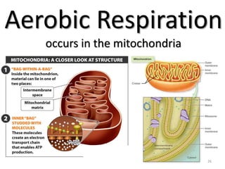 Aerobic Respiration
occurs in the mitochondria
26
 
