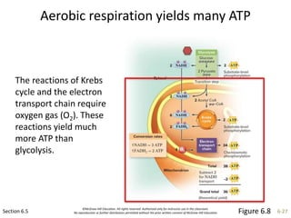 ©McGraw-Hill Education. All rights reserved. Authorized only for instructor use in the classroom.
No reproduction or further distribution permitted without the prior written consent of McGraw-Hill Education. 6-27
Aerobic respiration yields many ATP
Section 6.5
The reactions of Krebs
cycle and the electron
transport chain require
oxygen gas (O2). These
reactions yield much
more ATP than
glycolysis.
Figure 6.8
 