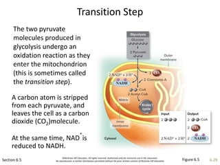 ©McGraw-Hill Education. All rights reserved. Authorized only for instructor use in the classroom.
No reproduction or further distribution permitted without the prior written consent of McGraw-Hill Education. 6-29
Transition Step
Section 6.5
The two pyruvate
molecules produced in
glycolysis undergo an
oxidation reaction as they
enter the mitochondrion
(this is sometimes called
the transition step).
Figure 6.5
A carbon atom is stripped
from each pyruvate, and
leaves the cell as a carbon
dioxide (CO2)molecule.
At the same time, NAD
+
is
reduced to NADH.
 