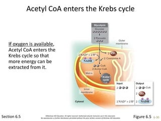 ©McGraw-Hill Education. All rights reserved. Authorized only for instructor use in the classroom.
No reproduction or further distribution permitted without the prior written consent of McGraw-Hill Education. 6-30
Acetyl CoA enters the Krebs cycle
Section 6.5
If oxygen is available,
Acetyl CoA enters the
Krebs cycle so that
more energy can be
extracted from it.
Figure 6.5
 