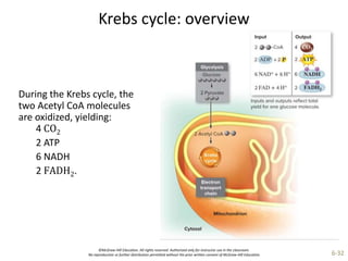 ©McGraw-Hill Education. All rights reserved. Authorized only for instructor use in the classroom.
No reproduction or further distribution permitted without the prior written consent of McGraw-Hill Education. 6-32
Krebs cycle: overview
During the Krebs cycle, the
two Acetyl CoA molecules
are oxidized, yielding:
4 CO2
2 ATP
6 NADH
2 FADH2.
 