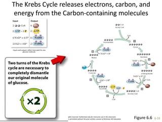©McGraw-Hill Education. All rights reserved. Authorized only for instructor use in the classroom.
No reproduction or further distribution permitted without the prior written consent of McGraw-Hill Education. 6-33
The Krebs Cycle releases electrons, carbon, and
energy from the Carbon-containing molecules
Figure 6.6
Inputs and outputs reflect total yield for one
glucose molecule.
 