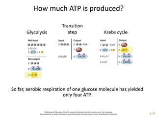 ©McGraw-Hill Education. All rights reserved. Authorized only for instructor use in the classroom.
No reproduction or further distribution permitted without the prior written consent of McGraw-Hill Education. 6-34
How much ATP is produced?
So far, aerobic respiration of one glucose molecule has yielded
only four ATP.
 