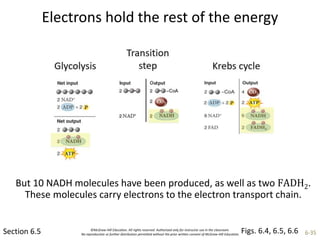 ©McGraw-Hill Education. All rights reserved. Authorized only for instructor use in the classroom.
No reproduction or further distribution permitted without the prior written consent of McGraw-Hill Education. 6-35
Electrons hold the rest of the energy
Section 6.5
But 10 NADH molecules have been produced, as well as two FADH2.
These molecules carry electrons to the electron transport chain.
Figs. 6.4, 6.5, 6.6
 