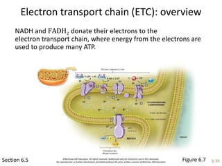 ©McGraw-Hill Education. All rights reserved. Authorized only for instructor use in the classroom.
No reproduction or further distribution permitted without the prior written consent of McGraw-Hill Education. 6-39
Electron transport chain (ETC): overview
Section 6.5
NADH and FADH2 donate their electrons to the
electron transport chain, where energy from the electrons are
used to produce many ATP.
Figure 6.7
 